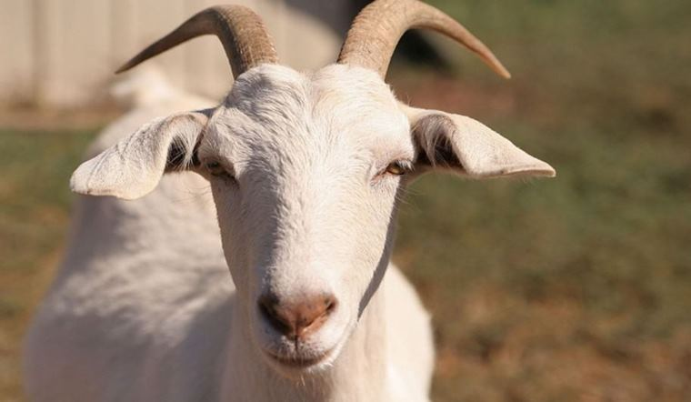 Người sinh năm 1991 mệnh gì? Người tuổi Tân Mùi hợp với tuổi nào, con số may mắn, hướng xây nhà hợp mệnh