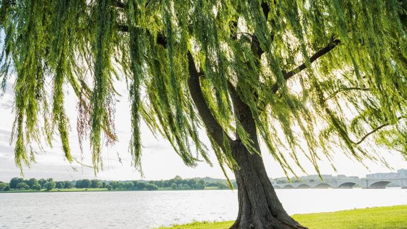 2002 mệnh gì? Nhâm Ngọ tính cách, tình yêu, sự nghiệp ra sao?