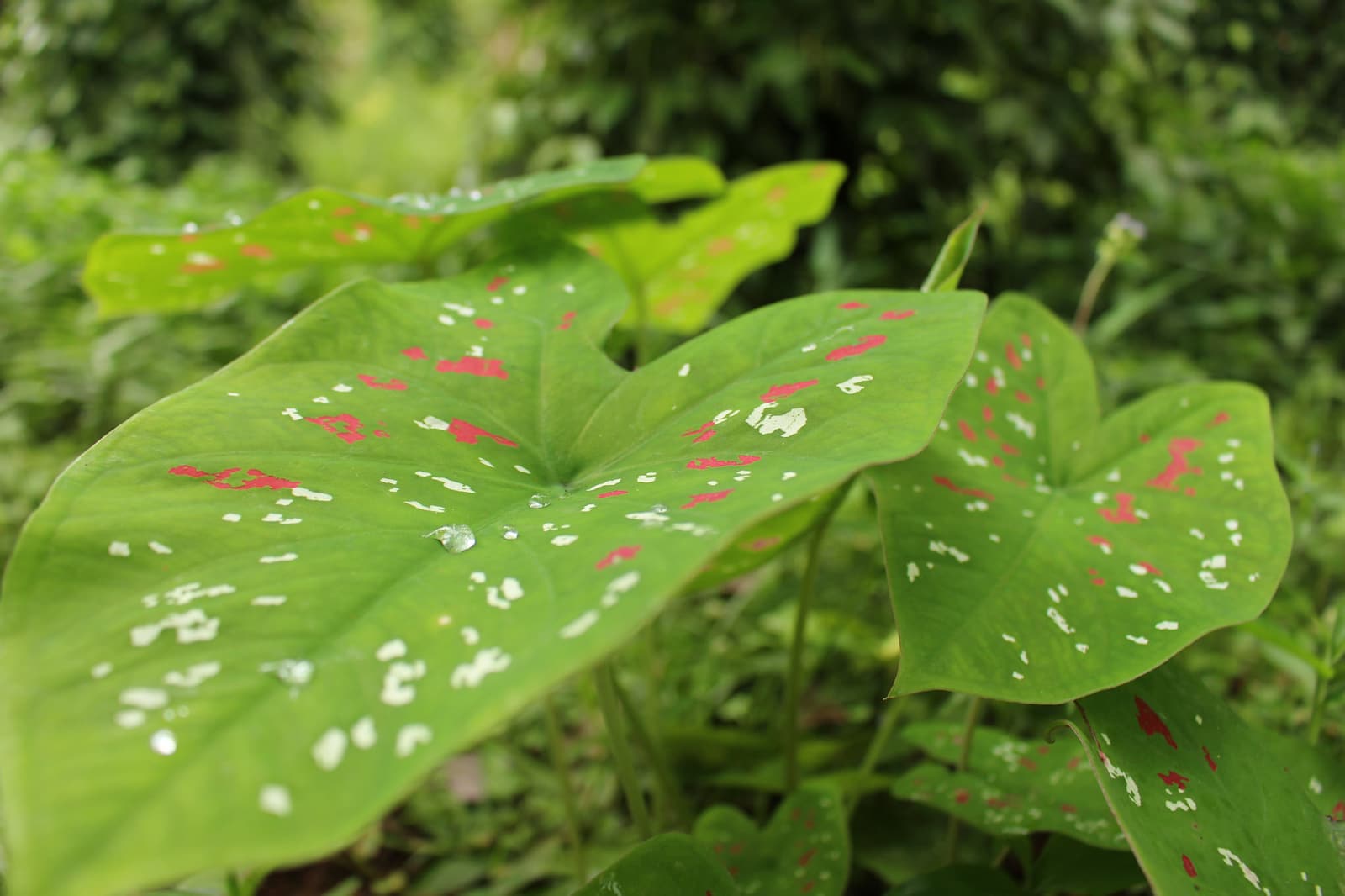 Người sinh năm 2006 mệnh gì? Người tuổi Quý Hợi hợp với tuổi nào, con số may mắn, hướng xây nhà hợp mệnh