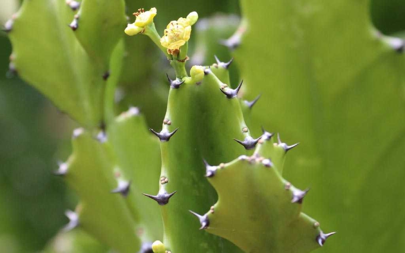 Xương rồng ba cạnh