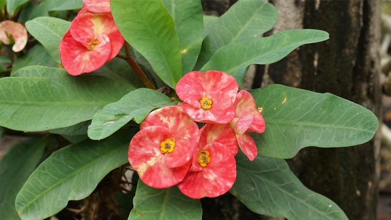 Xương rồng bát tiên