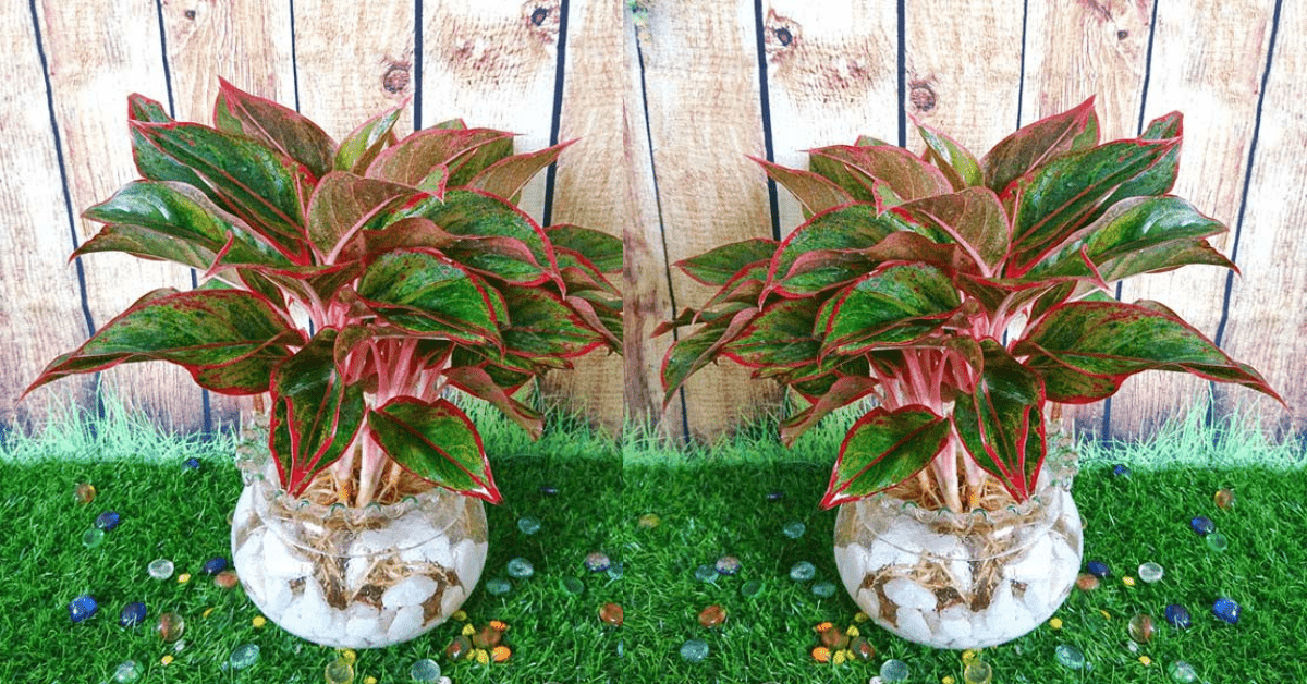 Trồng Cây Phú Quý Thủy Sinh