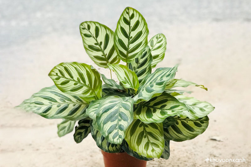 Cây Đuôi Công hợp mệnh, tuổi nào?