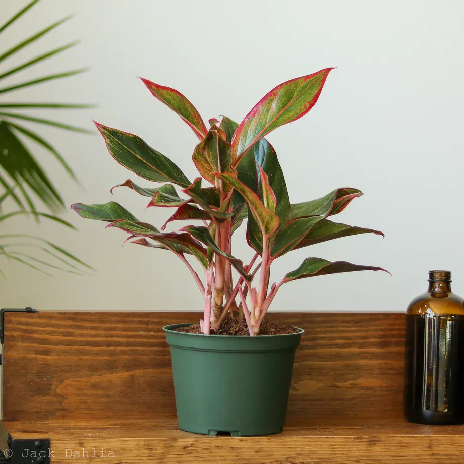 Cây Phú Quý có độc không