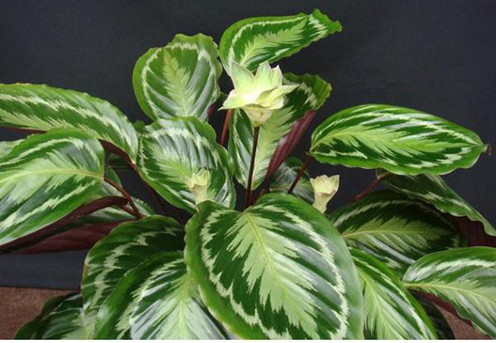  Cây Đuôi Công có hoa không?