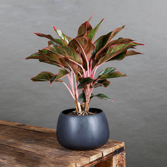 Công dụng của cây Phú Quý trong đời sống con người