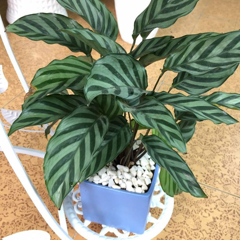 Cách Nhân Giống Cây Đuôi Công