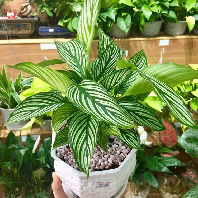 Cải Thiện Chất Lượng Không Khí