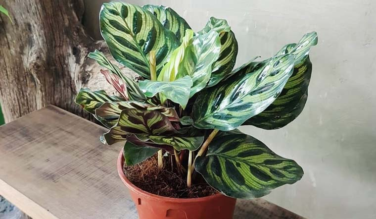 Cây Đuôi Công là cây gì? Ý nghĩa phong thủy và hướng dẫn chăm sóc cây Đuôi Công đúng cách