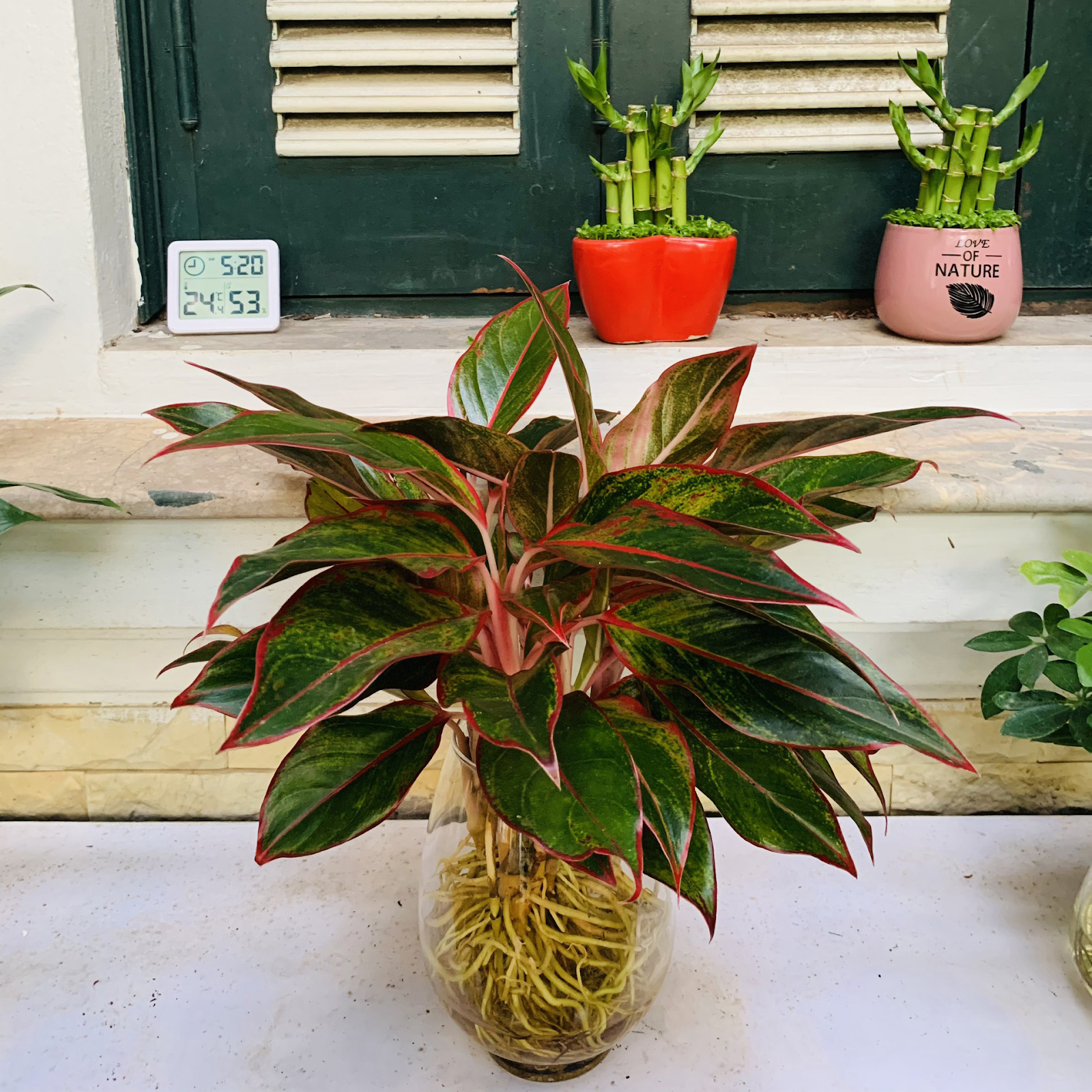 Đặc điểm và nguồn gốc của cây Phú Quý