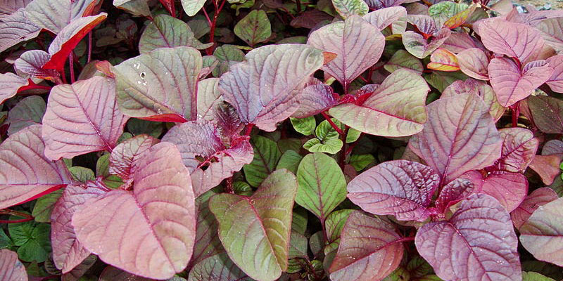 Bài Thuốc Thanh Nhiệt, Kích Thích Hệ Tiêu Hóa