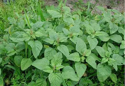 Các Loại Rau Dền Phổ Biến