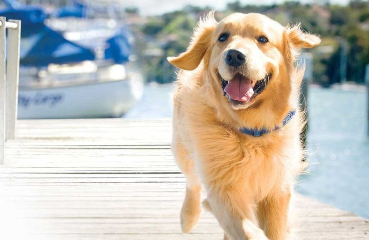 Chó Golden: Nguồn gốc, giá bán, cách nuôi
