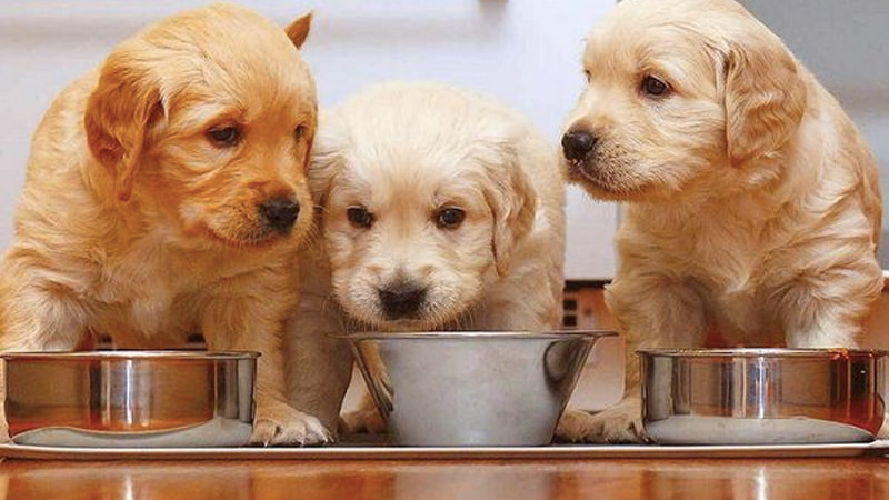 Chó Golden: Nguồn gốc, giá bán, cách nuôi