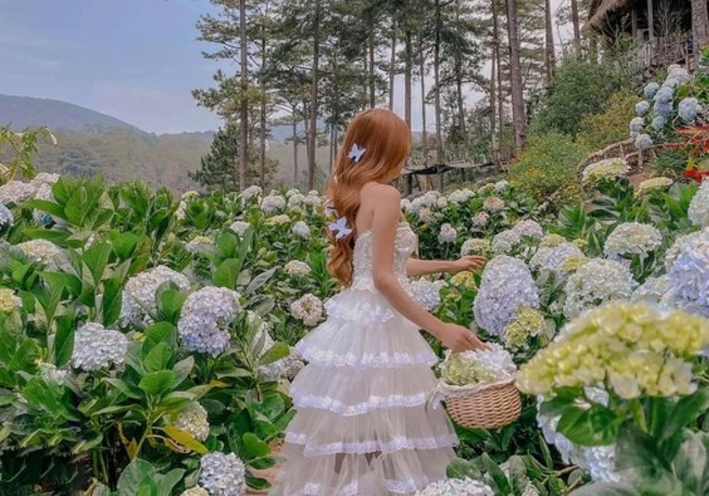 Truyền thuyết về Cẩm Tú Cầu