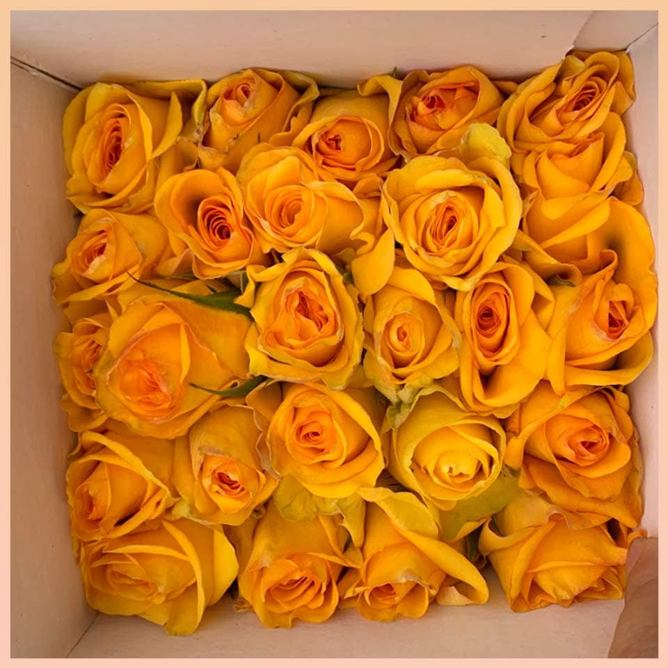 Hoa hồng vàng có ý nghĩa gì? Tặng cho ai? Nên tặng hoa hồng vàng vào dịp nào?