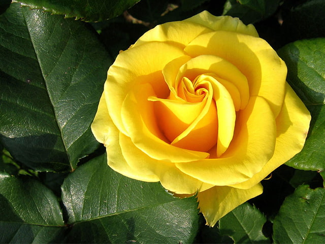 Hoa hồng vàng có ý nghĩa gì? Tặng cho ai? Nên tặng hoa hồng vàng vào dịp nào?