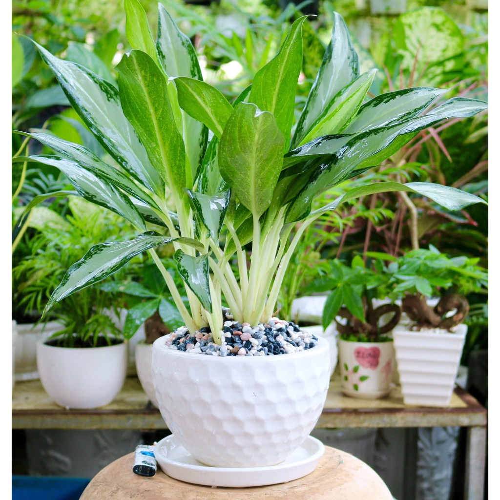 Lưu ý khi trồng và chăm sóc cây Giữ Tiền 