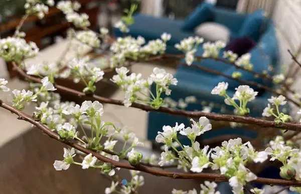 Hoa Tuyết Mai và nghĩa đặc biệt của loài hoa này