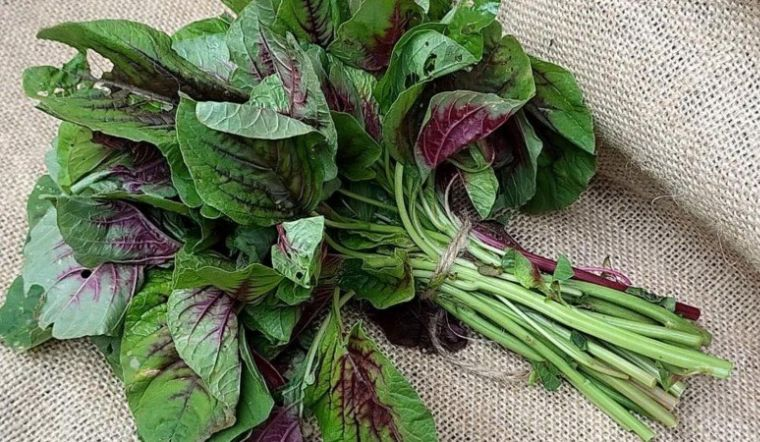 Rau dền là rau gì