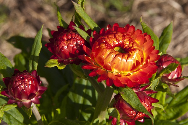 Sử Dụng trong Phương Pháp Chữa Bệnh