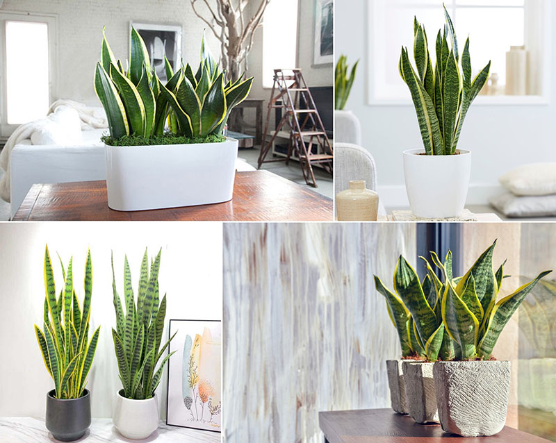 Thời Gian Chăm Sóc Cây