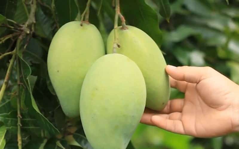 Cách làm xoài lắc cực ngon đơn giản tại nhà, ăn là ghiền