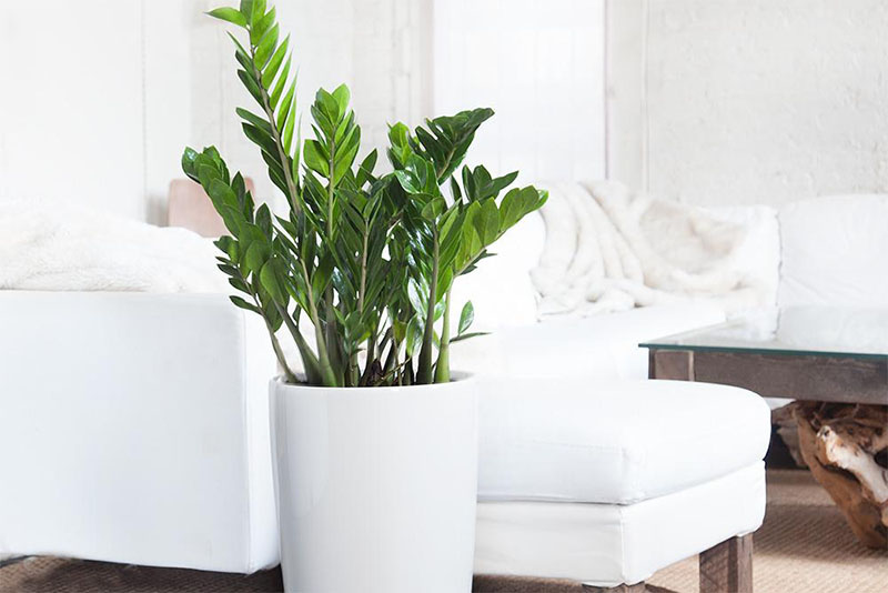 Ý nghĩa phong thủy của cây kim tiền – Cách trồng và chăm sóc cây kim tiền khỏe mạnh