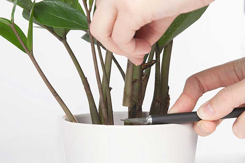 Ý nghĩa phong thủy của cây kim tiền – Cách trồng và chăm sóc cây kim tiền khỏe mạnh