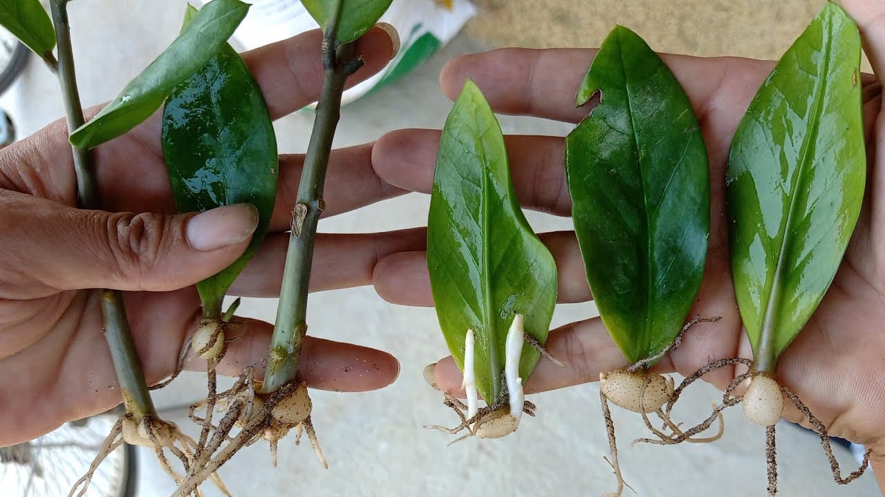 Ý nghĩa phong thủy của cây kim tiền – Cách trồng và chăm sóc cây kim tiền khỏe mạnh