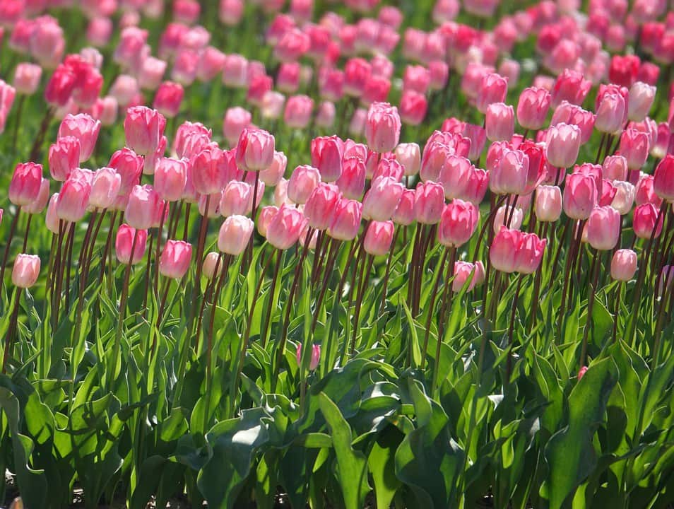 Đặc điểm và ý nghĩa của loài hoa Tulip – Cách trồng và chăm sóc hoa Tulip