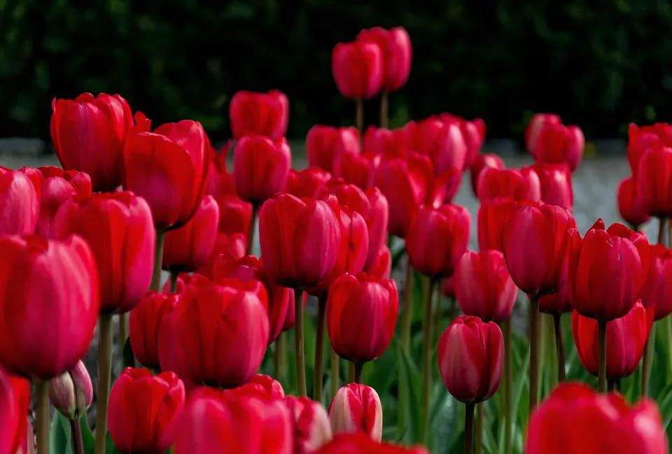 Đặc điểm và ý nghĩa của loài hoa Tulip – Cách trồng và chăm sóc hoa Tulip