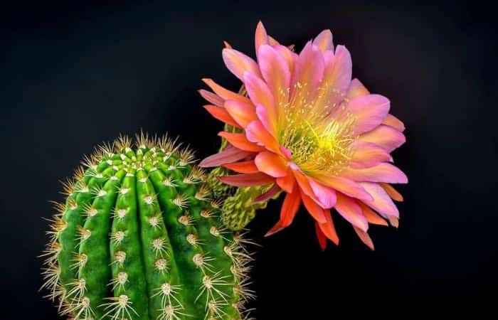 TOP 32+ loài hoa đẹp nhất thế giới, nhìn là mê đắm đuối!