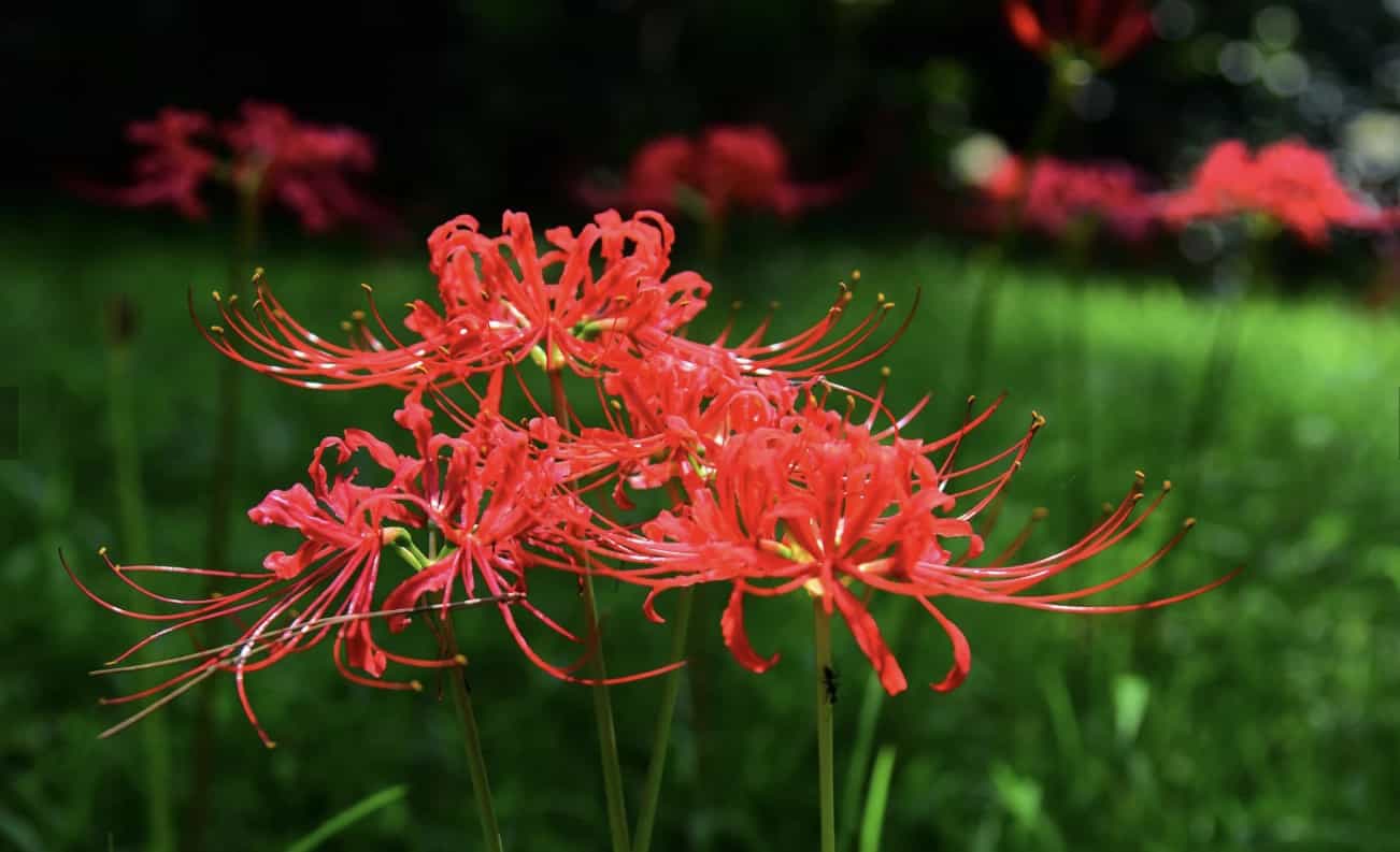 TOP 32+ loài hoa đẹp nhất thế giới, nhìn là mê đắm đuối!