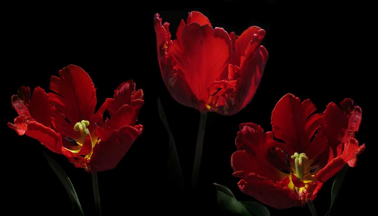 TOP 32+ loài hoa đẹp nhất thế giới, nhìn là mê đắm đuối!