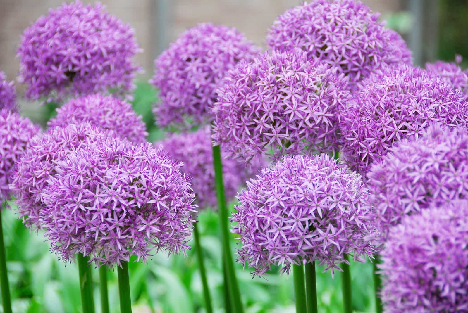 TOP 32+ loài hoa đẹp nhất thế giới, nhìn là mê đắm đuối!