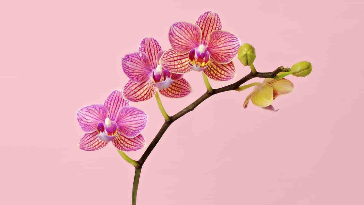 TOP 32+ loài hoa đẹp nhất thế giới, nhìn là mê đắm đuối!