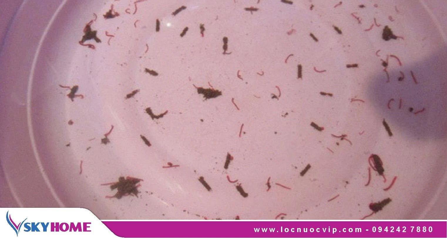 Cặn đen trong nước sinh hoạt: Nguyên nhân và giải pháp xử lý